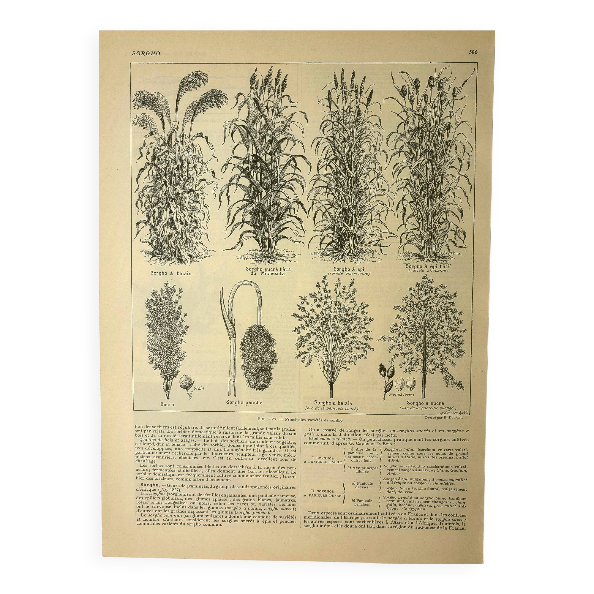 Botanical plate 1921 A. Millot - Sorghum, varieties, plant - engraving