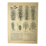 Botanical plate 1921 A. Millot - Sorghum, varieties, plant - engraving