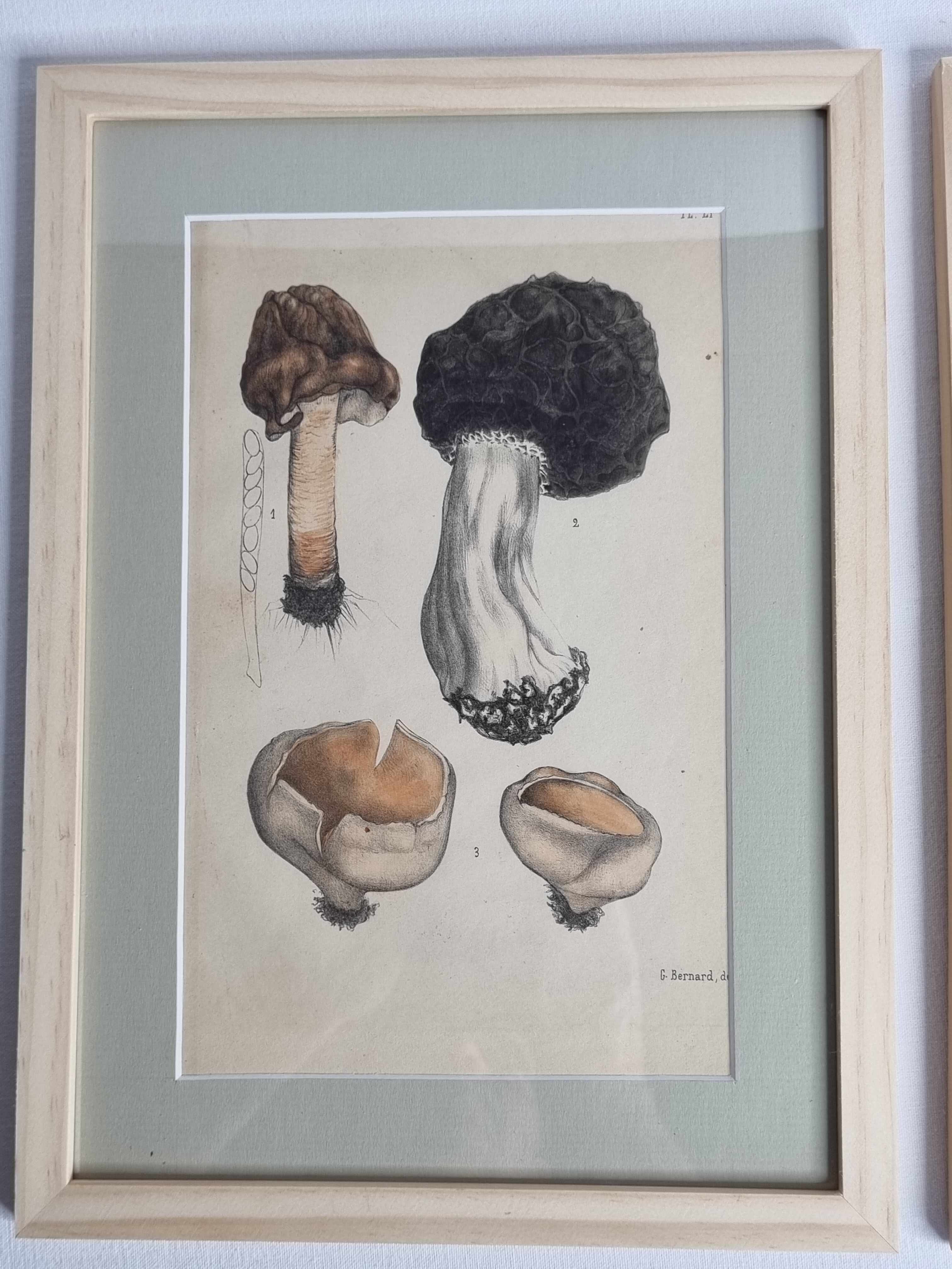 Two old engravings of watercolor mushrooms nineteenth century after G. Bernard