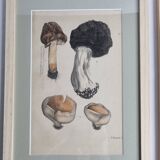 Deux gravures anciennes de champignons aquarellées XIXème siècle d'après G. Bernard