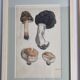 Two old engravings of watercolor mushrooms nineteenth century after G. Bernard