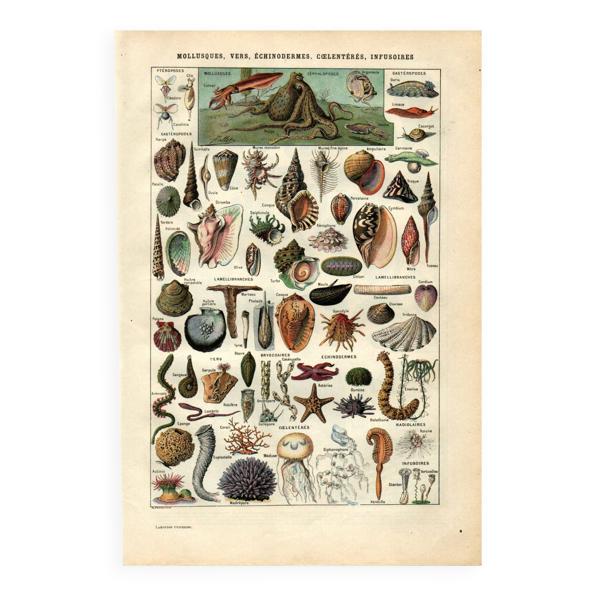 Old engraving - 1923 - Molluscs, marine animals. Vintage lithograph.