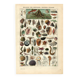 Old engraving - 1923 - Molluscs, marine animals. Vintage lithograph.