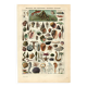 Gravure ancienne - 1923 - Mollusques, animaux marins. Lithographie vintage