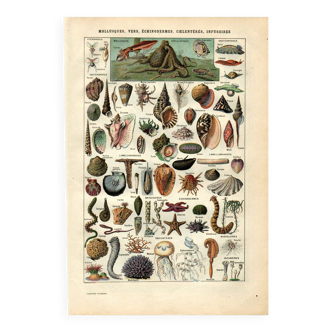 Old engraving - 1923 - Molluscs, marine animals. Vintage lithograph.