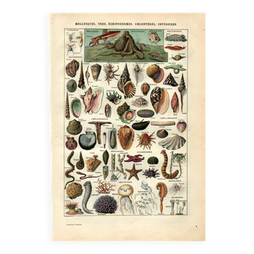 Gravure ancienne - 1923 - Mollusques, animaux marins. Lithographie vintage