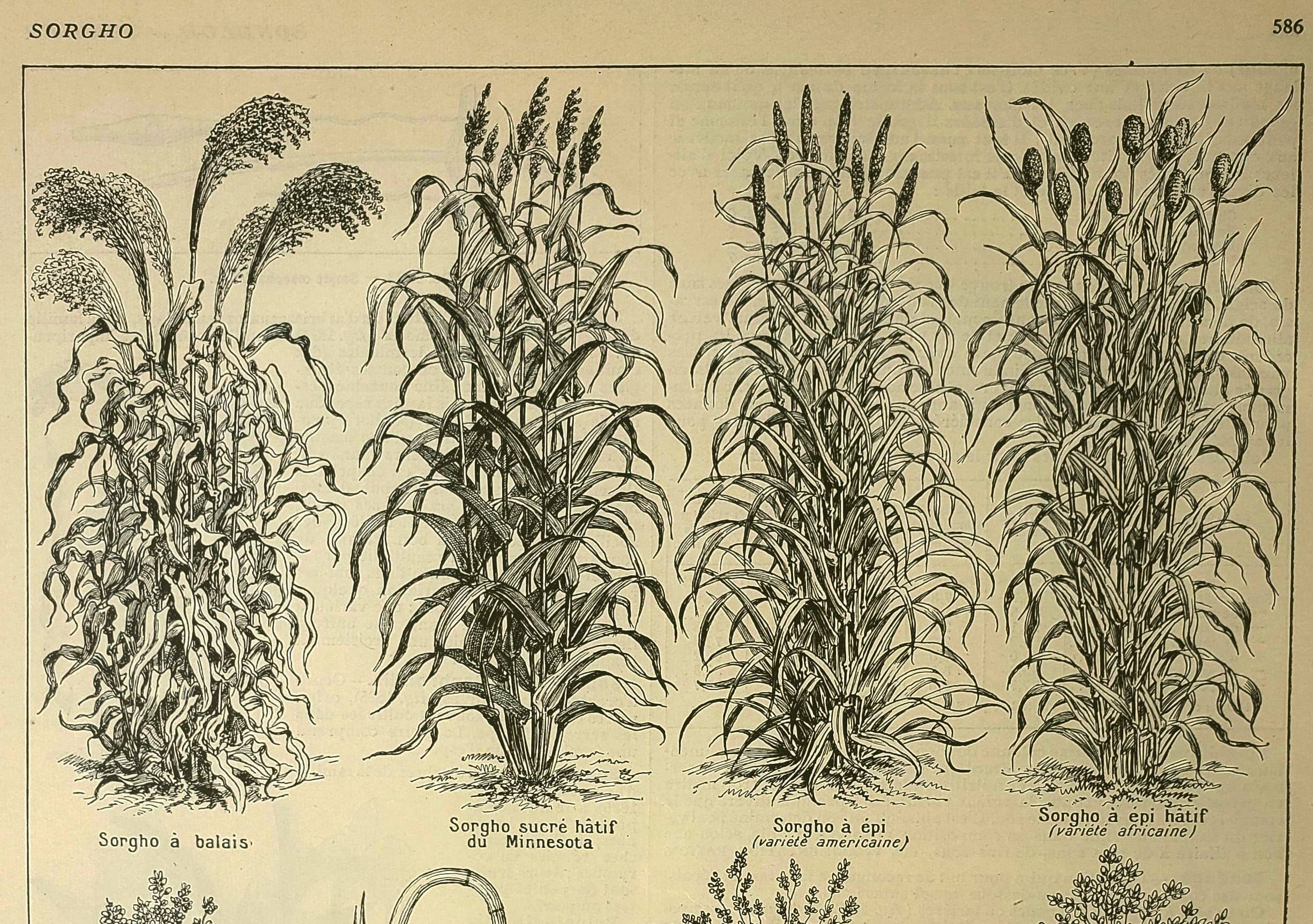 Botanical plate 1921 A. Millot - Sorghum, varieties, plant - engraving