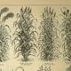 Botanical plate 1921 A. Millot - Sorghum, varieties, plant - engraving