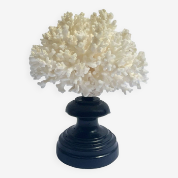 Natural white coral on wooden base turned Napoleon III 19th century cabinet of curiosities