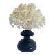 Corail blanc naturel sur socle en bois tourné napoléon iii xixe cabinet de curiosités
