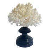 Corail blanc naturel sur socle en bois tourné napoléon iii xixe cabinet de curiosités