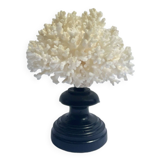 Natural white coral on wooden base turned Napoleon III 19th century cabinet of curiosities