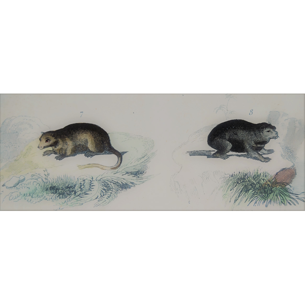 Planche Zoologique Originale Taupe du Cap Taupe du Planche Zoologique Originale Taupe du Cap Taupe du