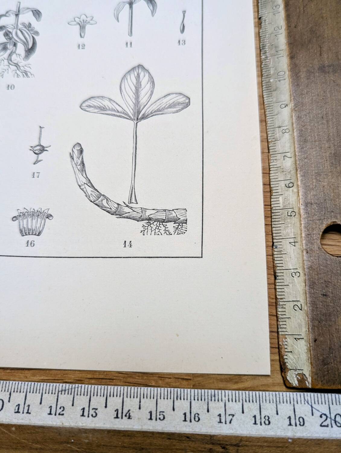 Printed in 1889, the Gentianaceae. Old botanical plate.
