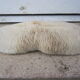 Ancient white coral shell