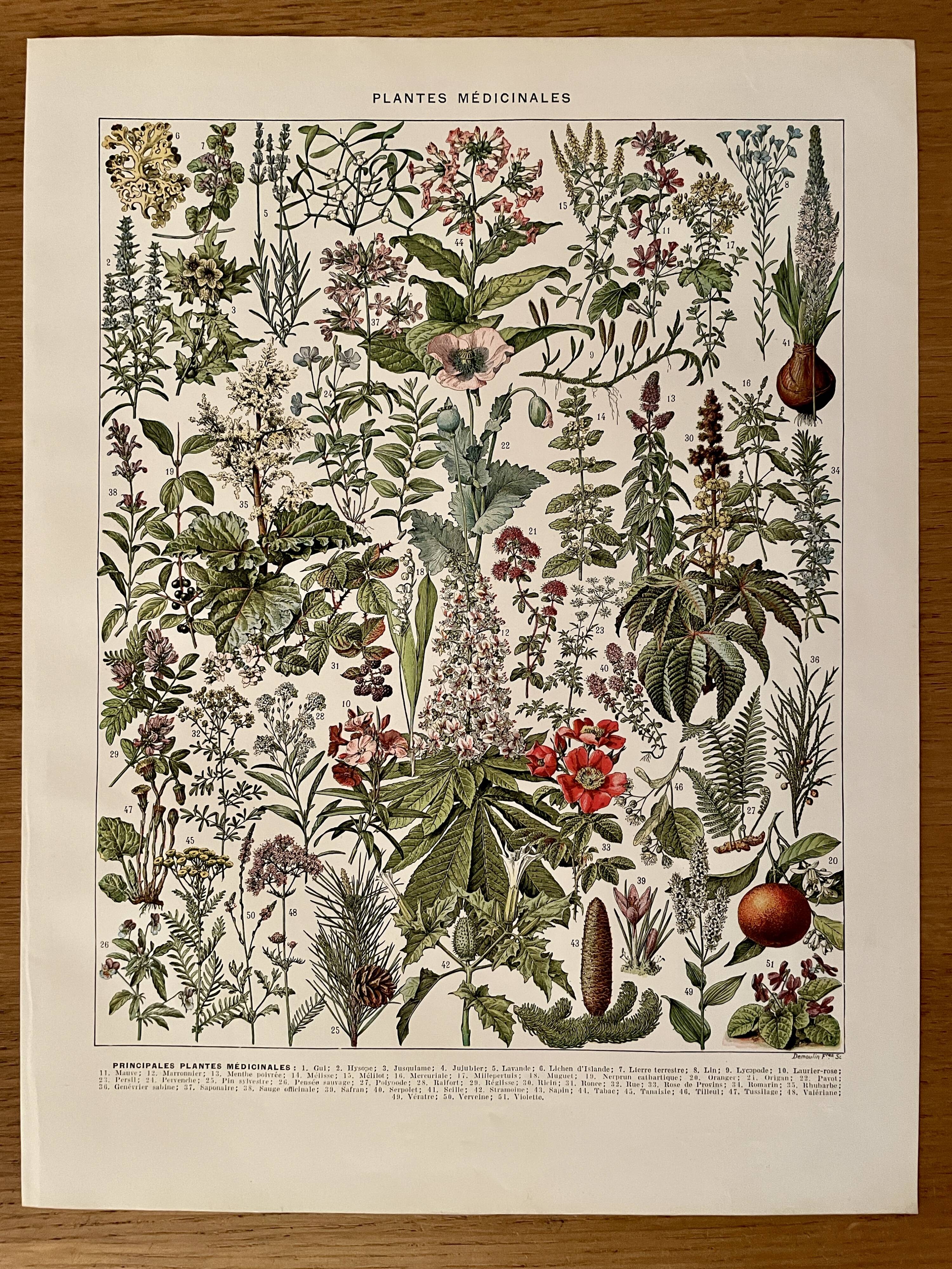 Lithograph on medicinal plants (mistletoe) - 1930