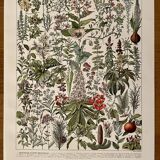 Lithograph on medicinal plants (mistletoe) - 1930