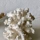 Lot coquillages anciens