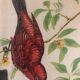 Painting printing birds