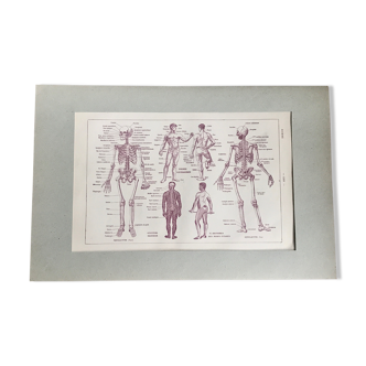Planche originale médecine