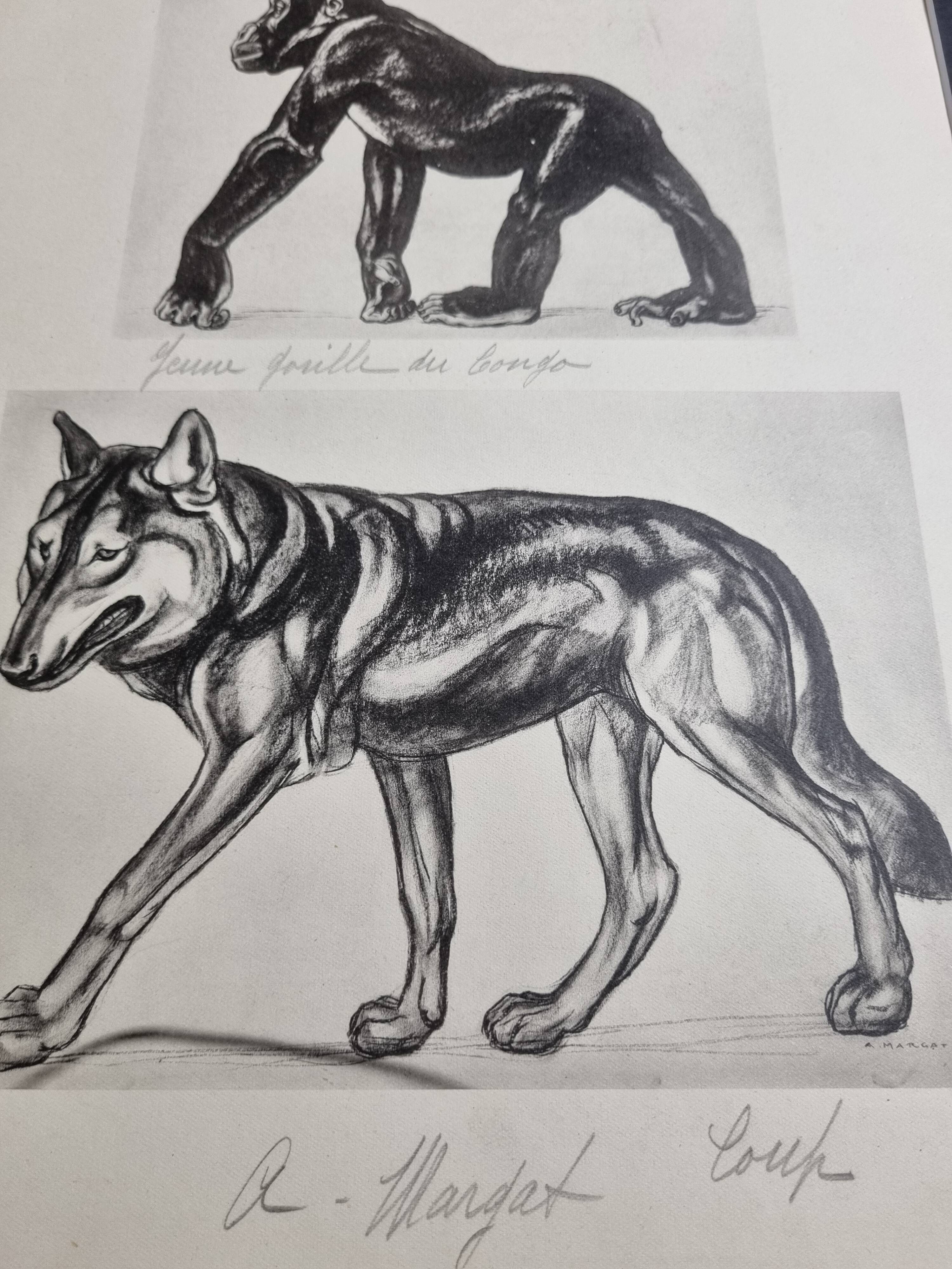 Illustrated plate, Studies of Gorilla and Wolf, Signed A. Margat, 1930