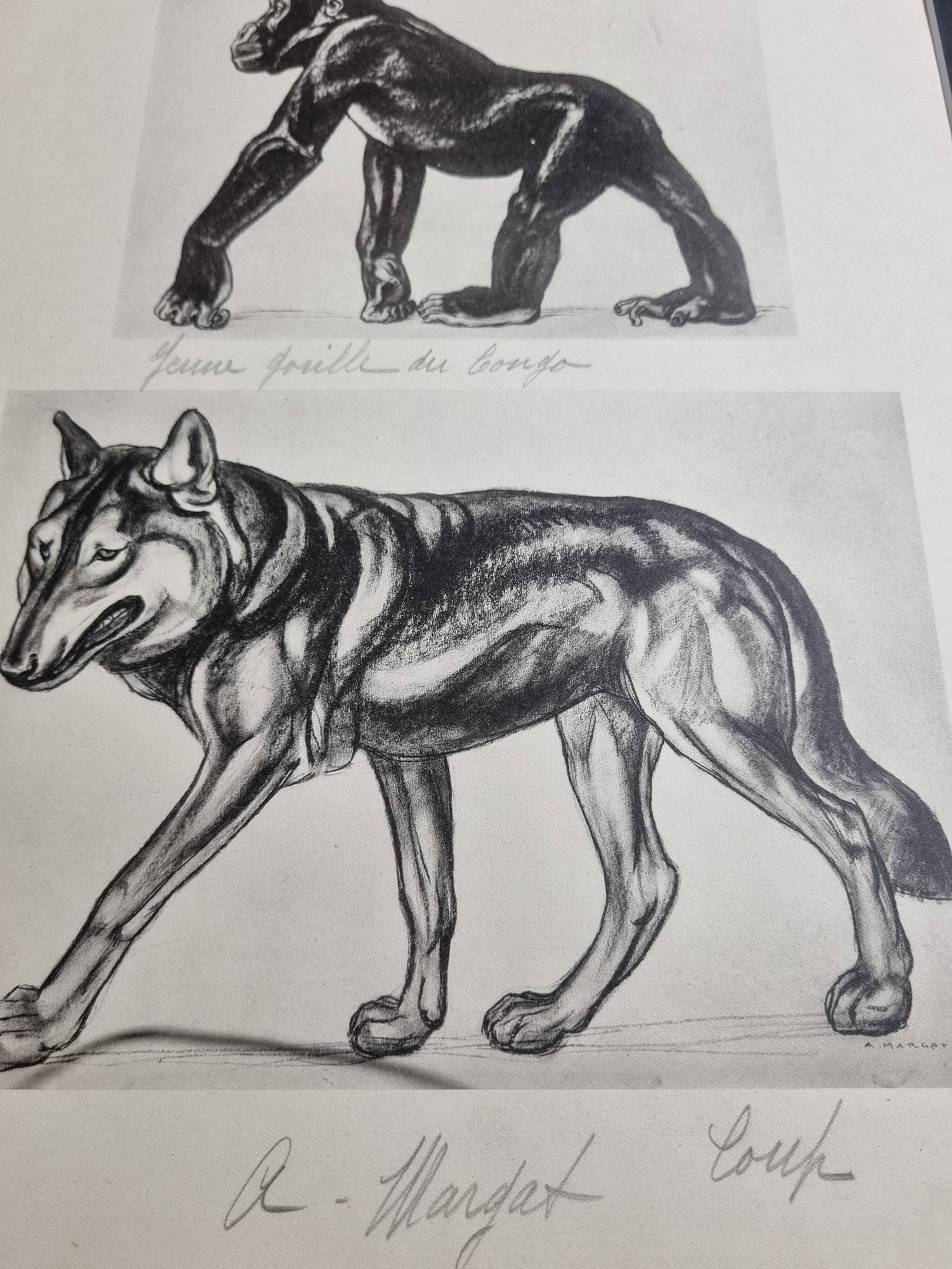 Illustrated plate, Studies of Gorilla and Wolf, Signed A. Margat, 1930