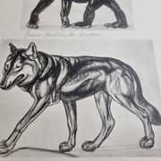 Illustrated plate, Studies of Gorilla and Wolf, Signed A. Margat, 1930
