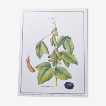 Botanical illustration -Soybean- Engraving of medicinal plants and flowers. Pastels by C. Michaut