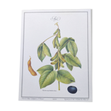 Botanical illustration -Soybean- Engraving of medicinal plants and flowers. Pastels by C. Michaut