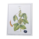 Botanical illustration -Soybean- Engraving of medicinal plants and flowers. Pastels by C. Michaut