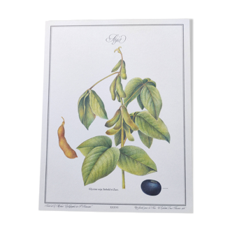 Botanical illustration -Soybean- Engraving of medicinal plants and flowers. Pastels by C. Michaut