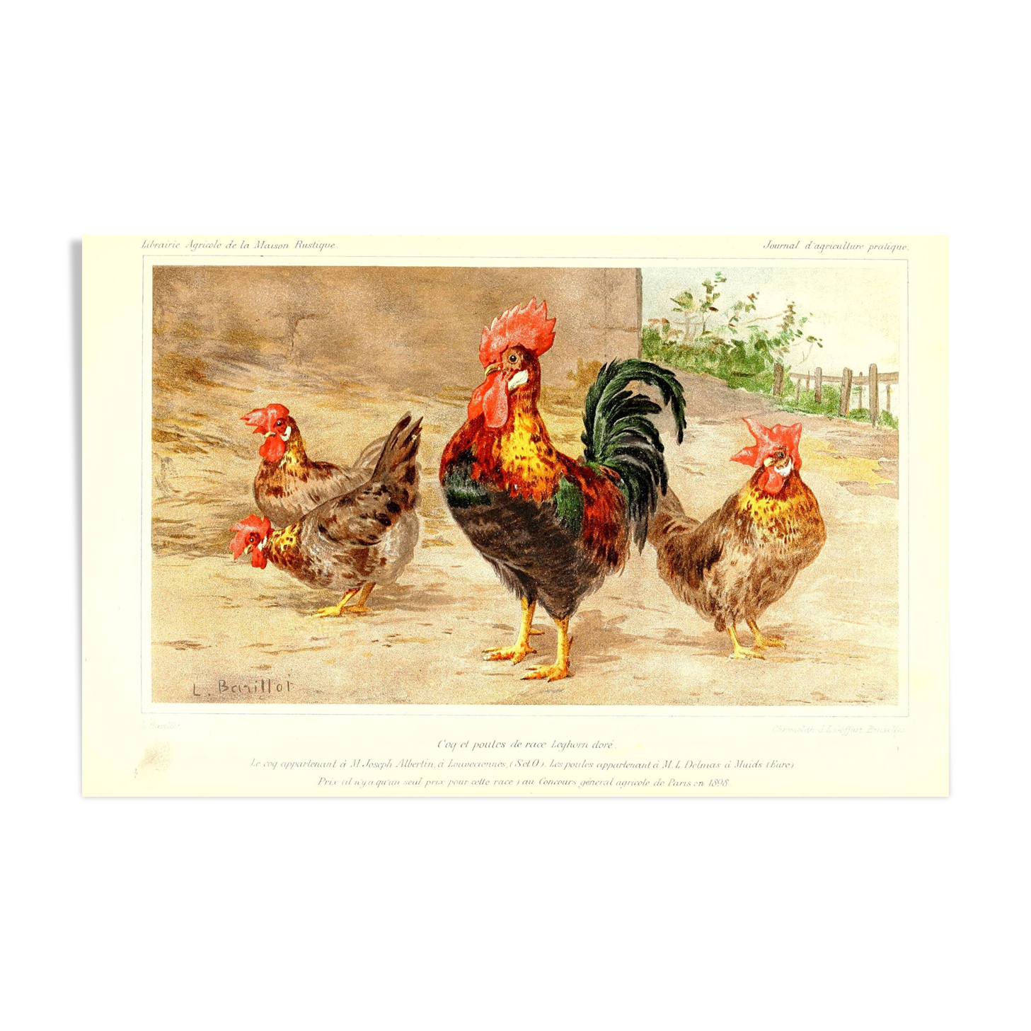 Illustration rooster and chickens