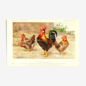 Affiche coq et poules