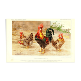 Affiche coq et poules