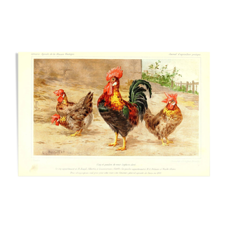 Affiche coq et poules