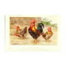Illustration rooster and chickens
