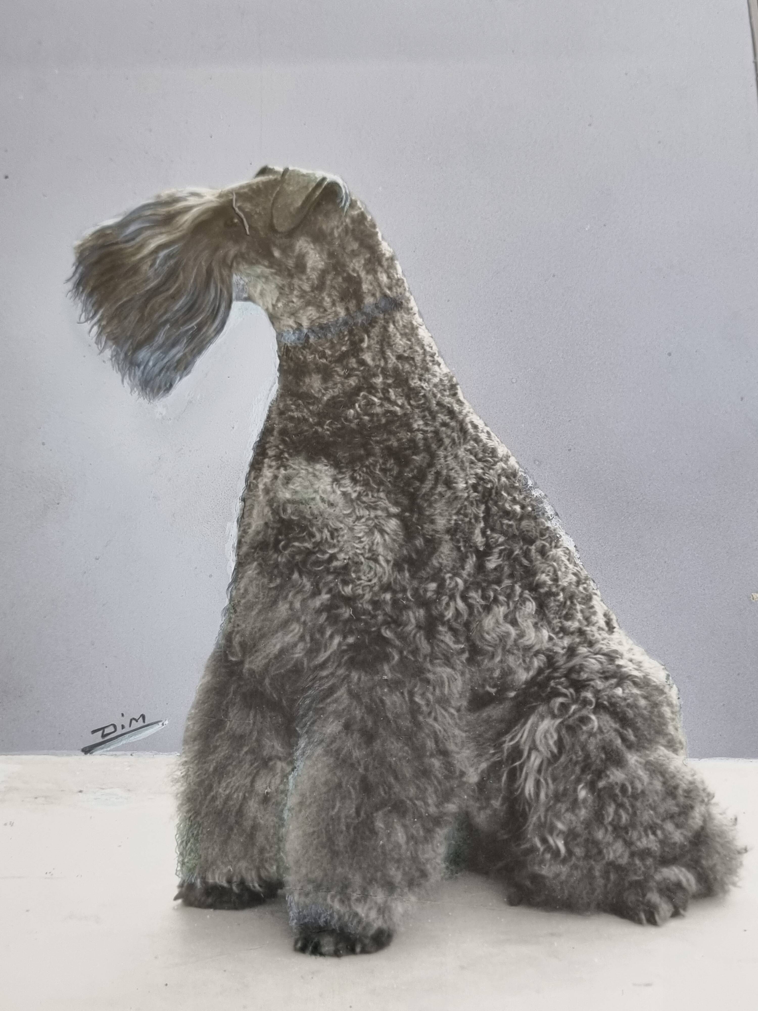 Black and white silver print, xanine silhouette, signed (Dim) Henri Dimont, 32 x 25 cm