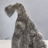 Black and white silver print, xanine silhouette, signed (Dim) Henri Dimont, 32 x 25 cm