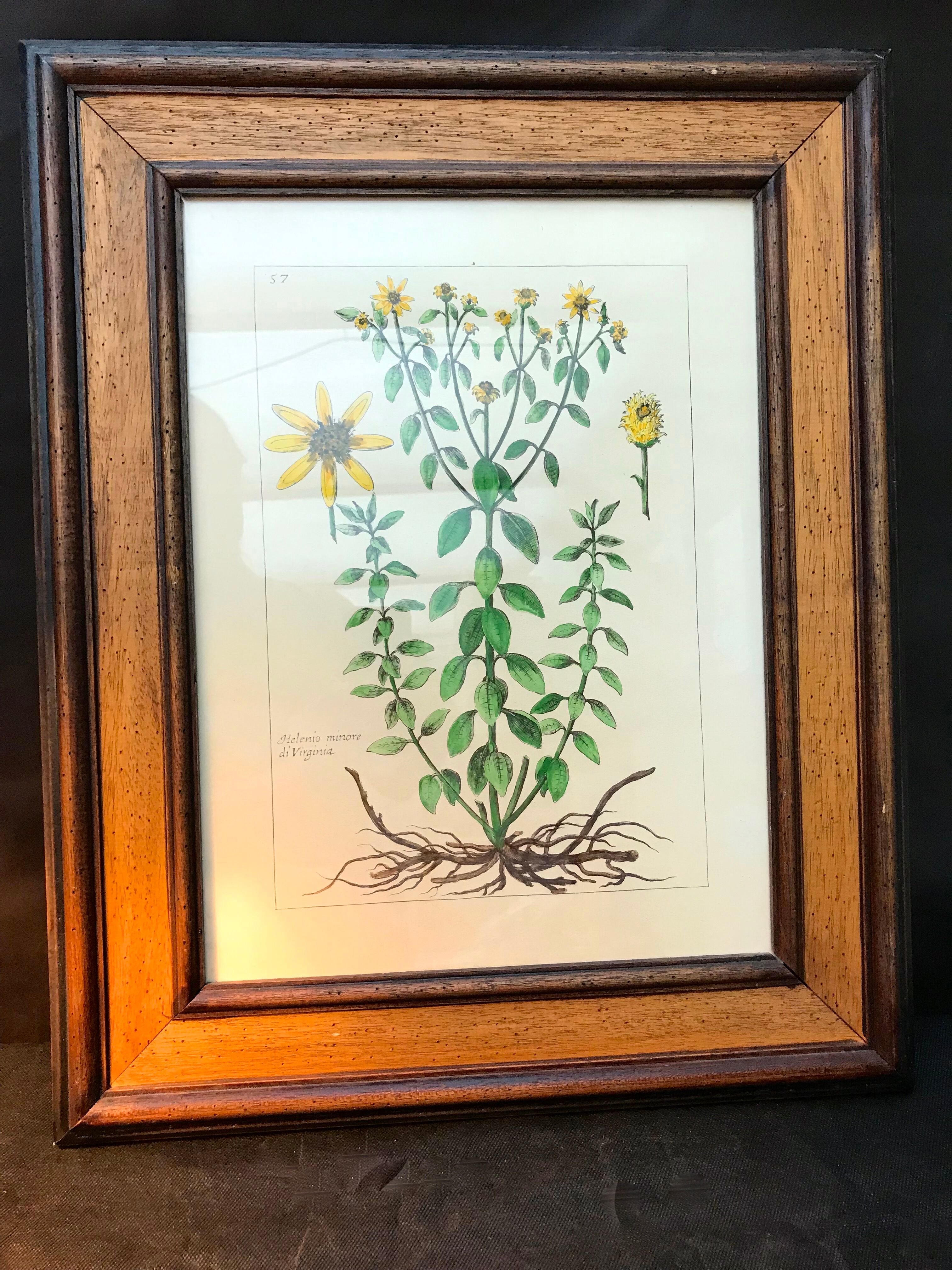 Painting golden yellow flowers wooden frame vintage botanical encyclopedia Lamarck