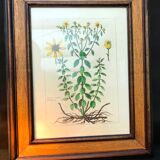 Painting golden yellow flowers wooden frame vintage botanical encyclopedia Lamarck