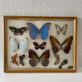 Tableau papillons naturalisés