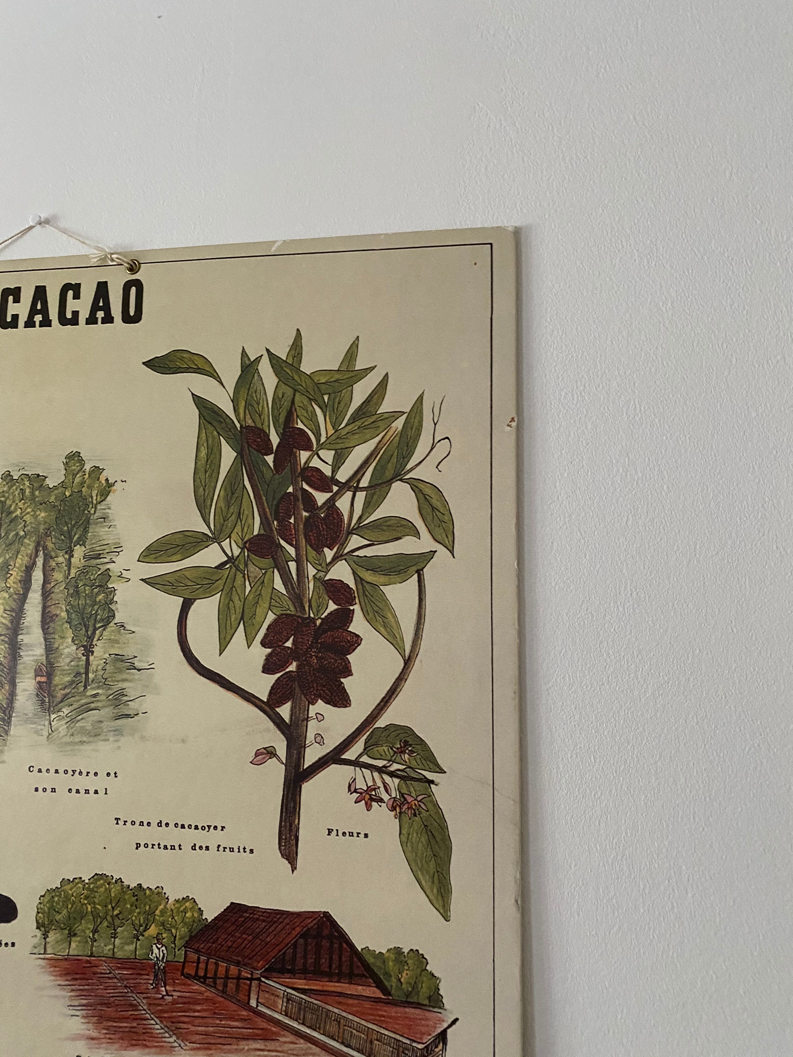 Cardboard poster Cacao