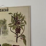 Cardboard poster Cacao