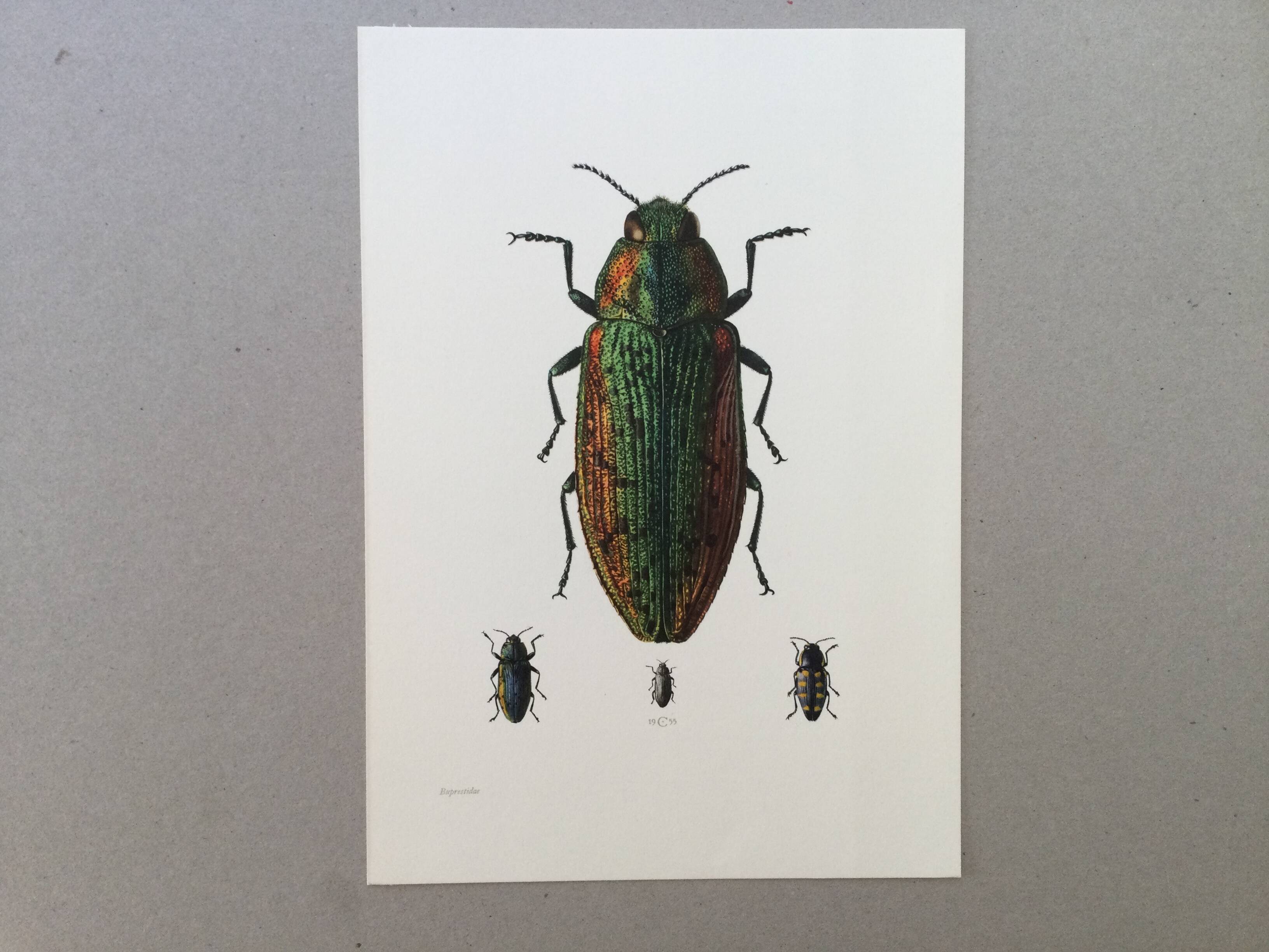 Vintage insect print. Original plate 1969.