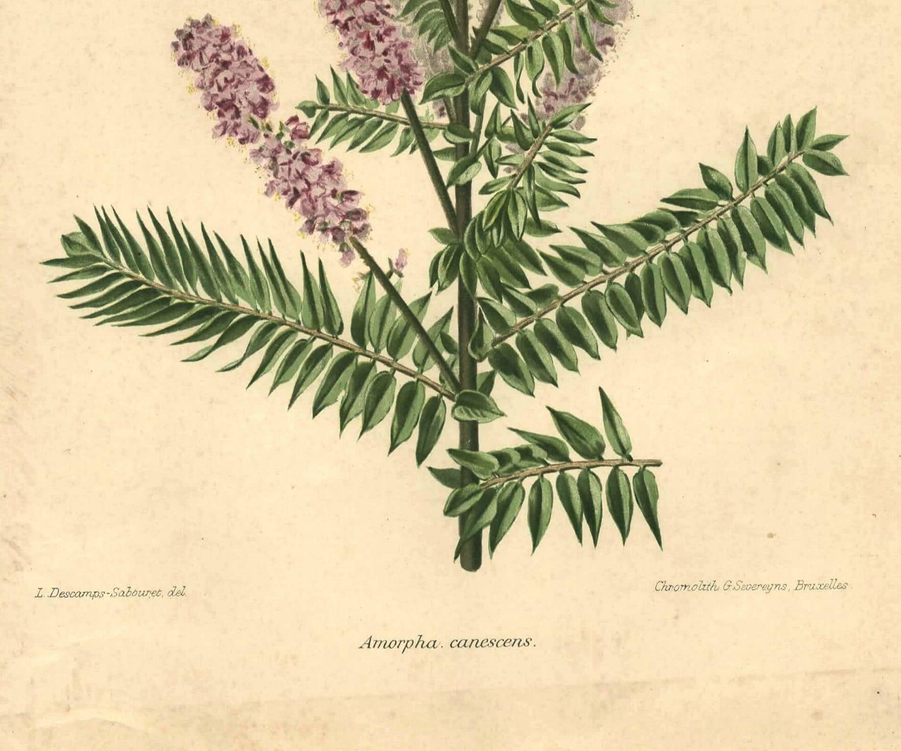 Botanical engraving from 1896 by Descamps-Sabouret • Woolly amorph • Old lithograph