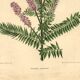 Botanical engraving from 1896 by Descamps-Sabouret • Woolly amorph • Old lithograph