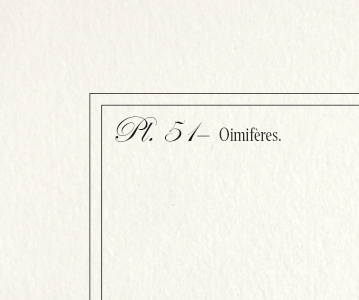 Chimera lithograph engraving animal - the marmoset