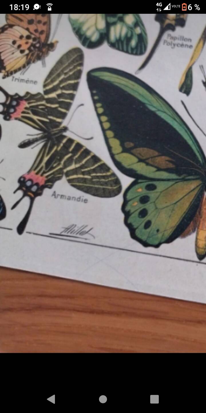 Lithograph old engraving 1900s illustrator Millot