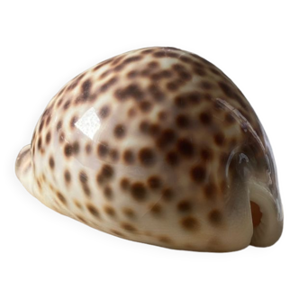 Cypraea Tigris shell