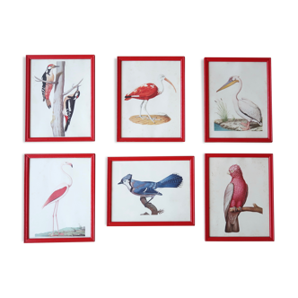 6 affiches d'ornithologies encadrées années 70